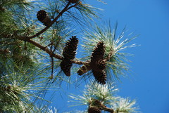 Pinus × sondereggeri