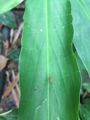 Theridion zonulatum