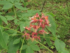 Aesculus × bushii
