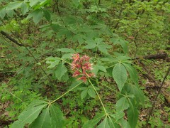Aesculus × bushii