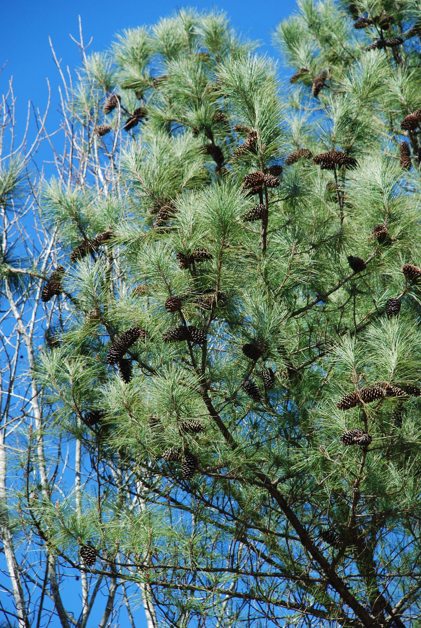 Pinus X sondereggeri