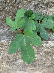 Ficus carica
