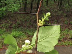 Crataegus padifolia