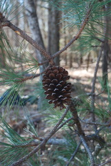 Pinus × sondereggeri