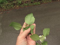 Crataegus padifolia