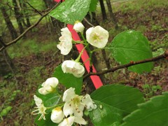 Crataegus padifolia