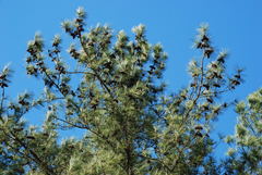 Pinus × sondereggeri