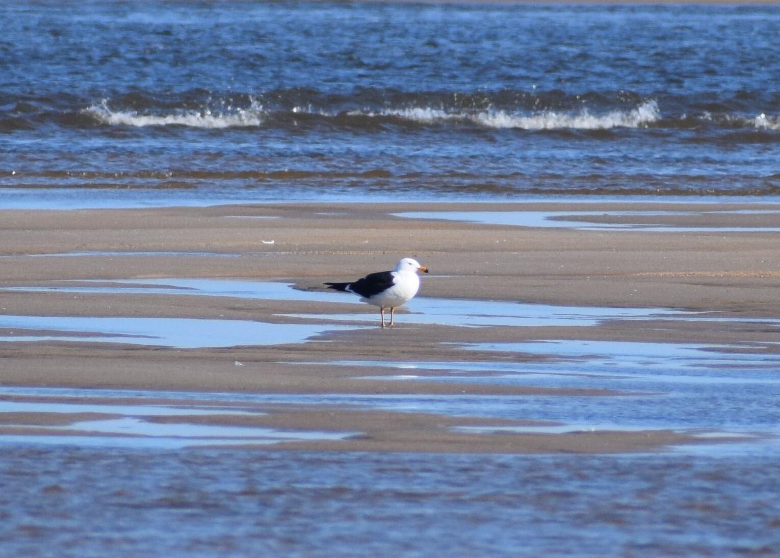 Olrog's Gull (Larus atlanticus), photo 9
