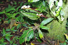 Monolena primuliflora