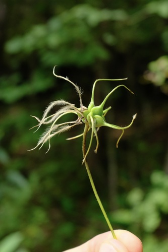 Pale Leather Flower (Clematis versicolor)