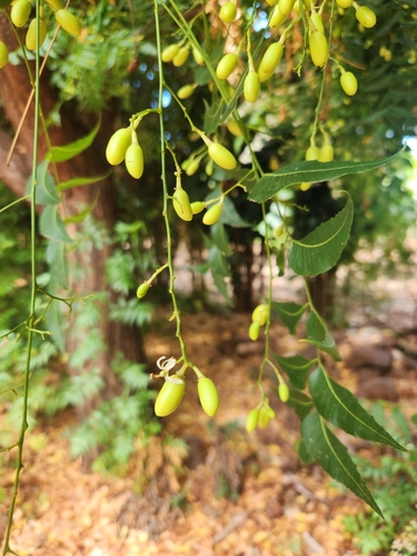 Azadirachta indica, 2025-07-18