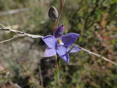 Thelymitra juncifolia
