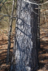 Pinus × sondereggeri