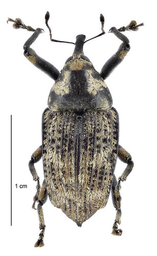 Elephant Weevil photo 3