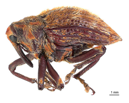 Elephant Weevil photo 4