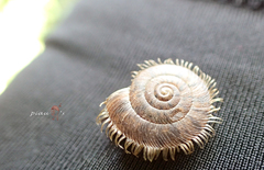 Plectotropis mackensii