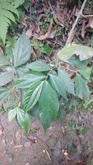 Elatostema