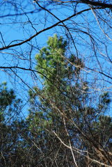 Pinus × sondereggeri