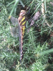 Aeshna mixta