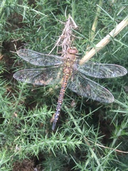 Aeshna mixta