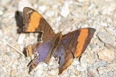 Marpesia corinna