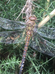 Aeshna mixta