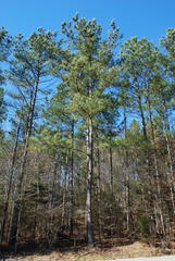 Pinus × sondereggeri