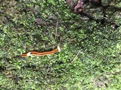 Bipalium interruptum