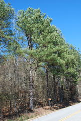 Pinus × sondereggeri