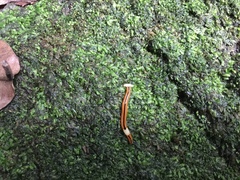 Bipalium interruptum