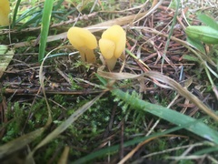 Cudoniaceae