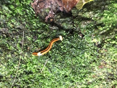 Bipalium interruptum