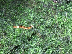 Bipalium interruptum