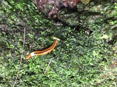 Bipalium interruptum