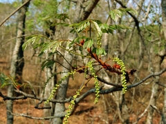 Burkea africana image