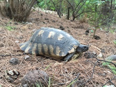 Testudo marginata