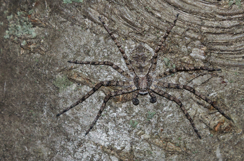 Lichen Running Spider