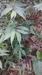Elatostema