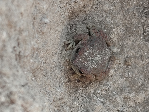 Red-spotted Toad