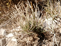 Ephedra monosperma