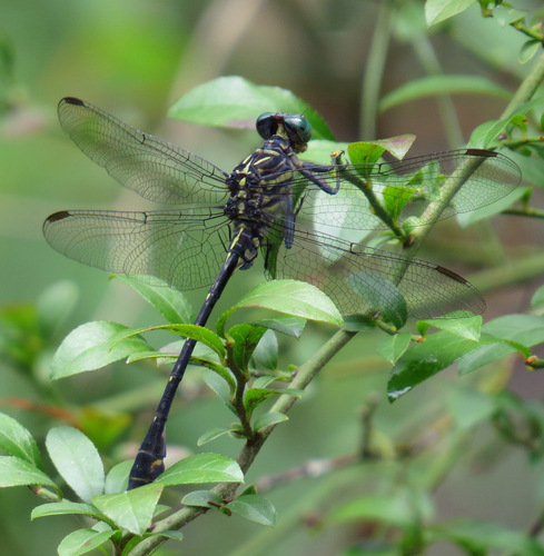 Townes's Clubtail