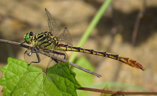 Southeastern Spinyleg photo 4