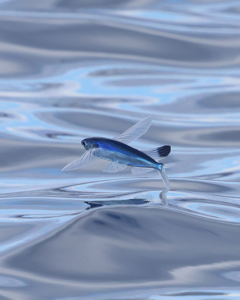 Sailfin Flyingfish