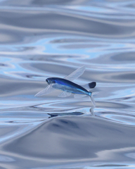 Sailfin Flyingfish photo 1