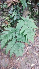 Tectaria melanocaulos