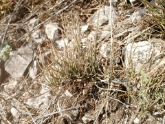 Ephedra monosperma