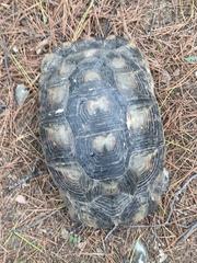 Testudo marginata
