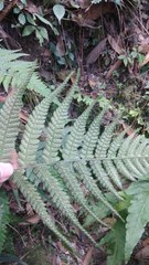 Deparia petersenii