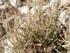 Ephedra monosperma