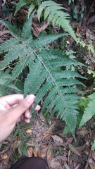 Deparia petersenii